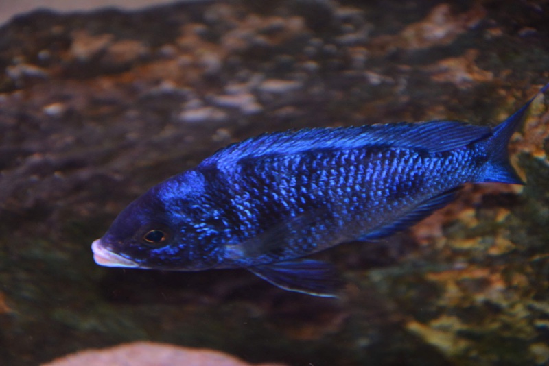 Placidochromis phenochilus 'Mdoka Reef'